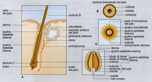 Anatomia del follicolo pilifero. Anatomia del follicolo pilifero.
