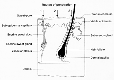 Valutazione di penetrazione dei principi attivi per la cura dei capelli (figura 1)